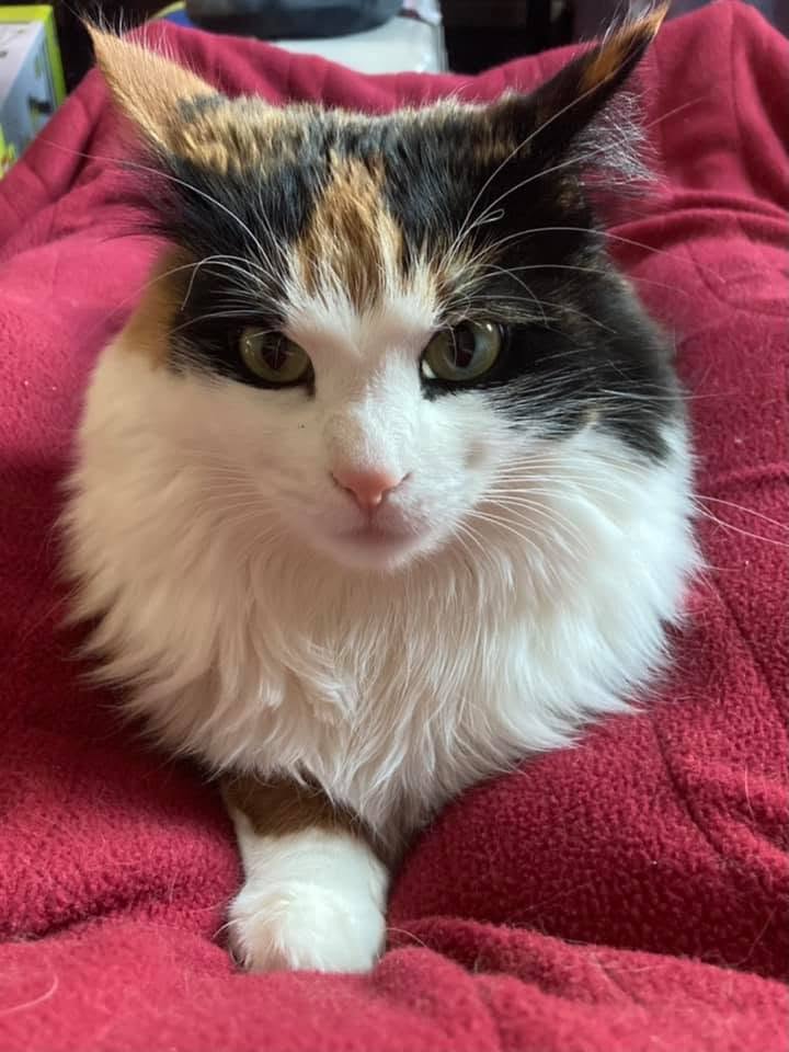 Elsie, a fluffy calico cat, resting on a red blanket with one white paw stretched forward.