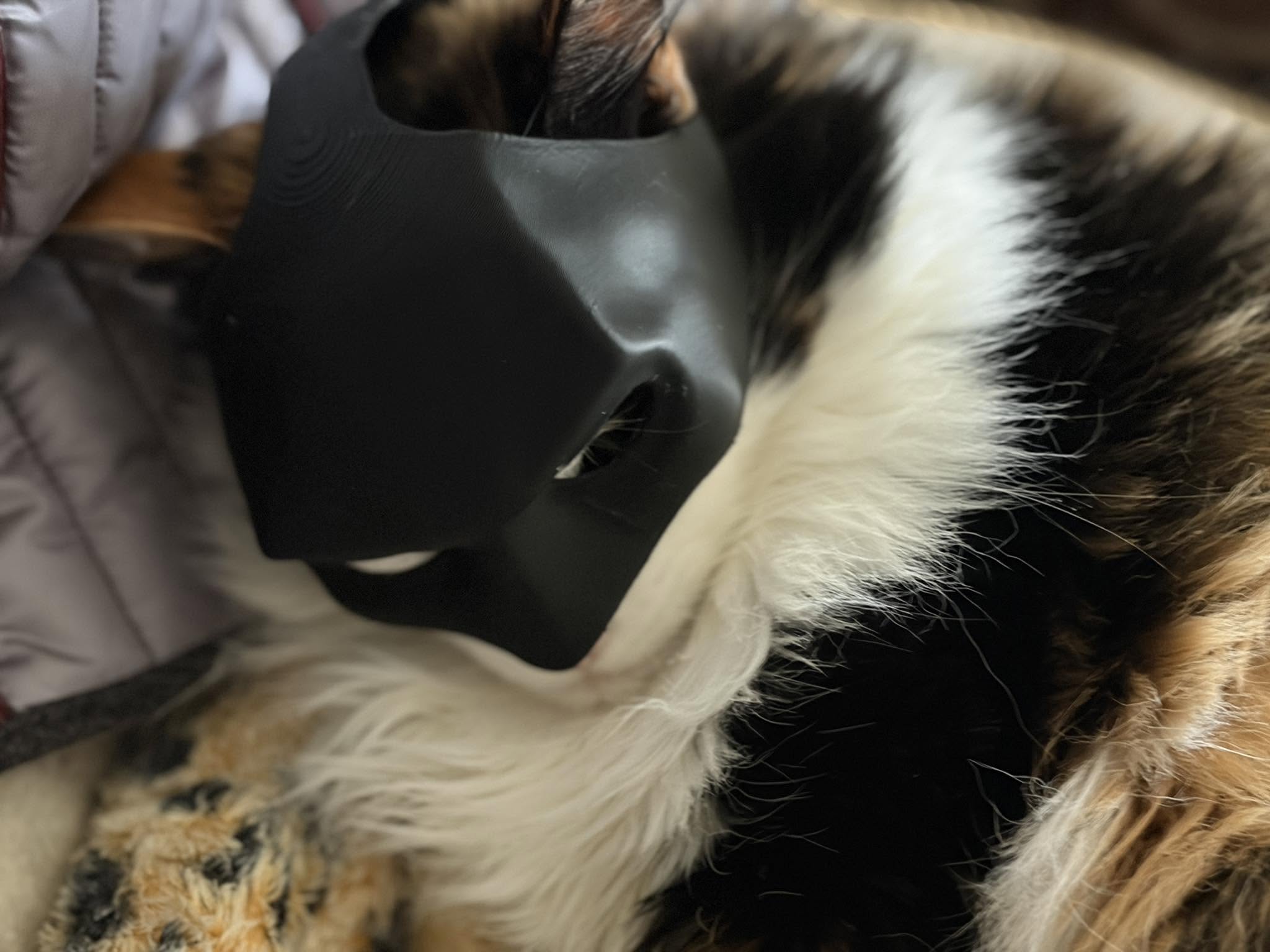 A close-up of Elsie with a black superhero-style mask over her face.
