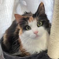 Elsie looking toward the camera from her cat tree beside a curtained window.